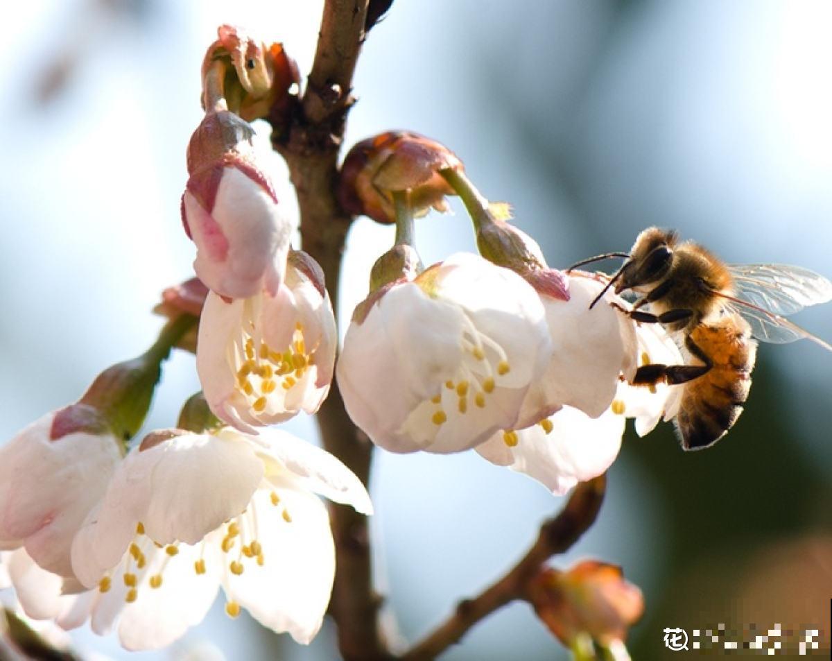 5个步骤，还你一盆樱桃盆栽，果实红得像宝石