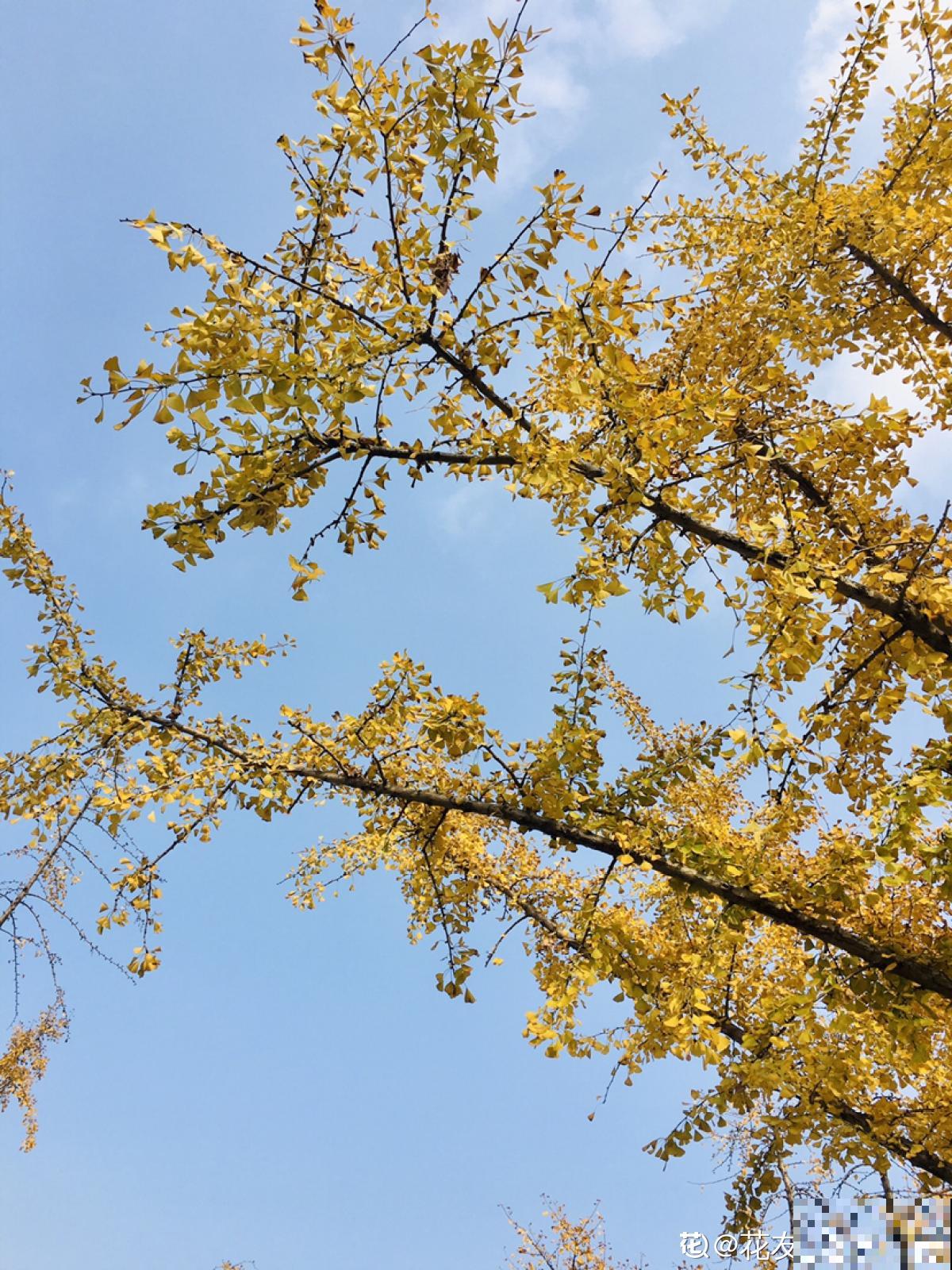 秋天银杏成了“黄金树”,颜值超高,为啥种的人很少 秋天银杏成了“黄金树”,颜值超高,为啥种的人很少