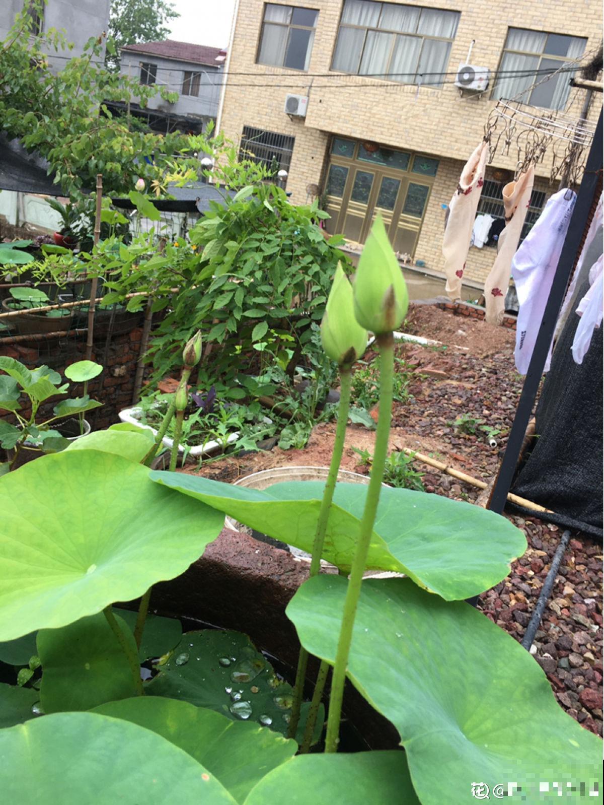 老中医爱养的4种花，堪称植物“百宝箱”，养人养身心