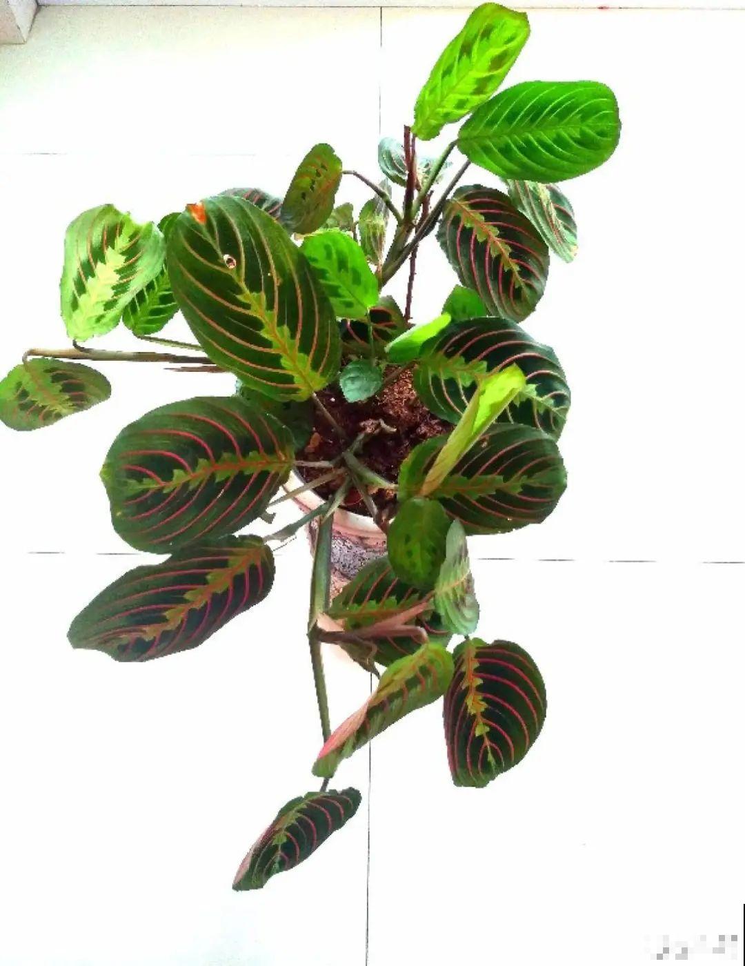 10种花,看着贵气有格调,实际价格很便宜 10种花,看着贵气有格调,实际价格很便宜