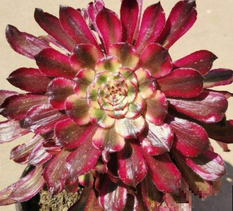 夏天不适合大量购买多肉,但这3种物件,缺一不可 夏天不适合大量购买多肉,但这3种物件,缺一不可