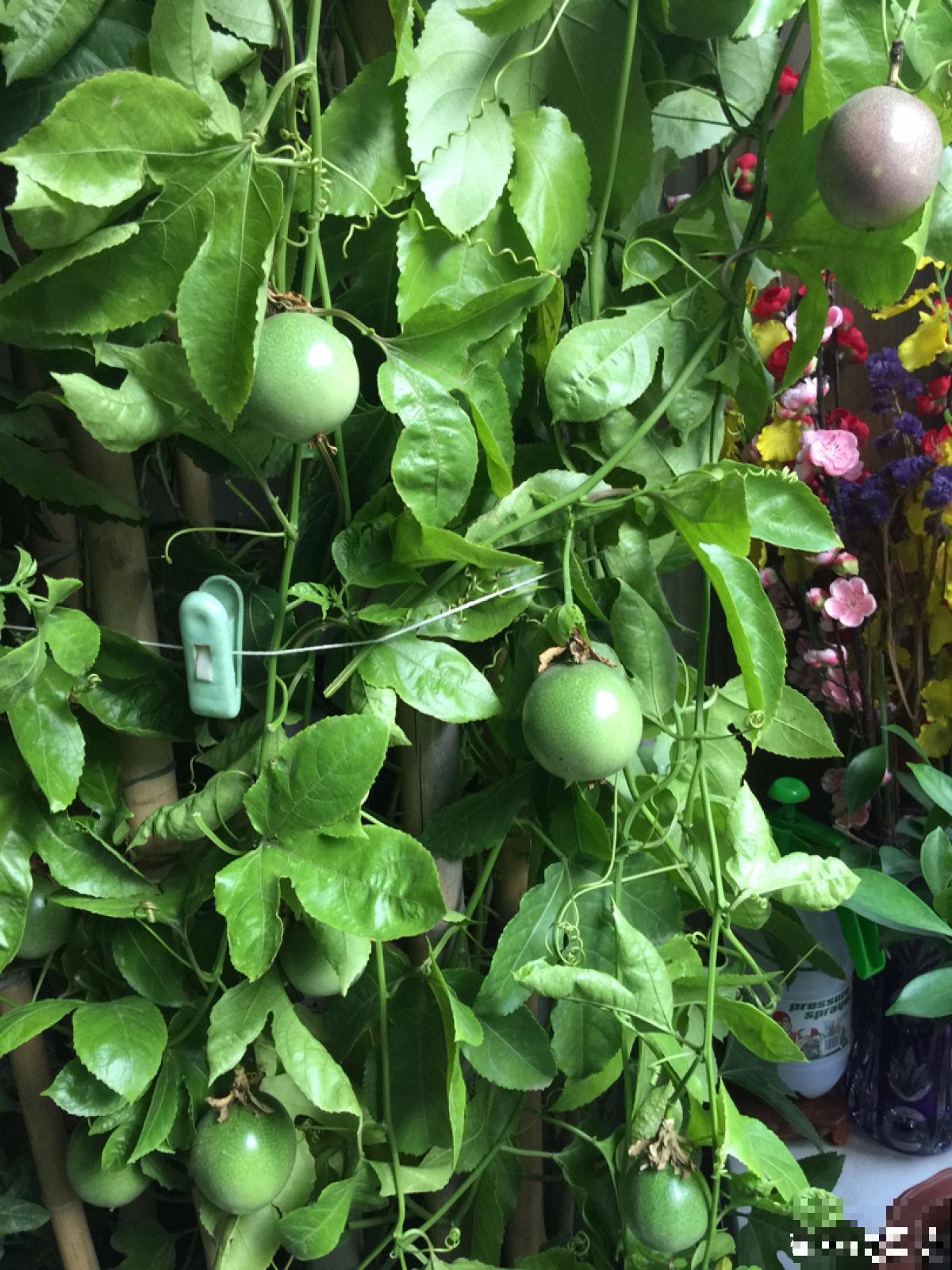 一棵百香果，3种养殖方法，爬藤扎地任你选