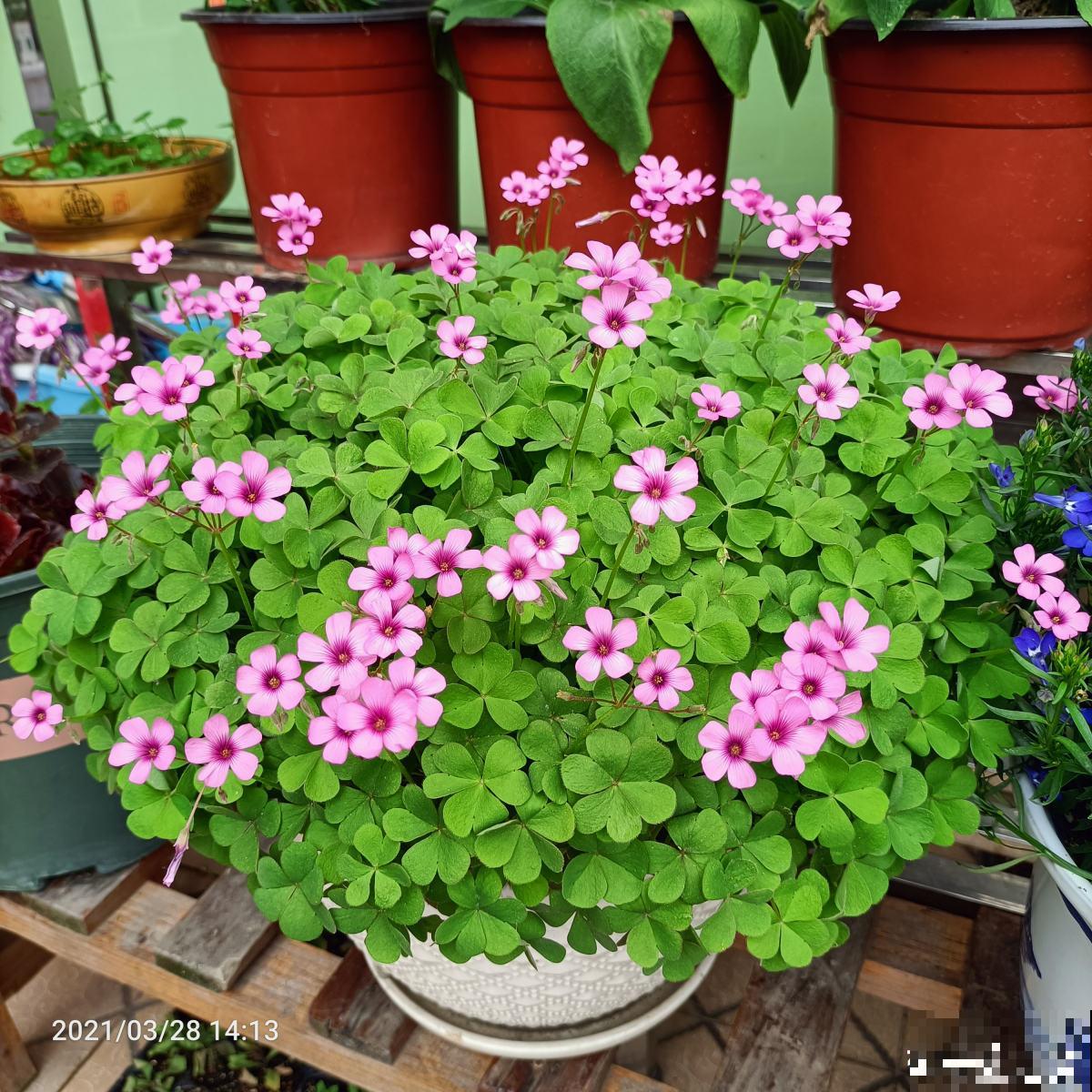 秋天是养花新高峰,院子赶紧种上4种花,美得像幅画 秋天是养花新高峰,院子赶紧种上4种花,美得像幅画