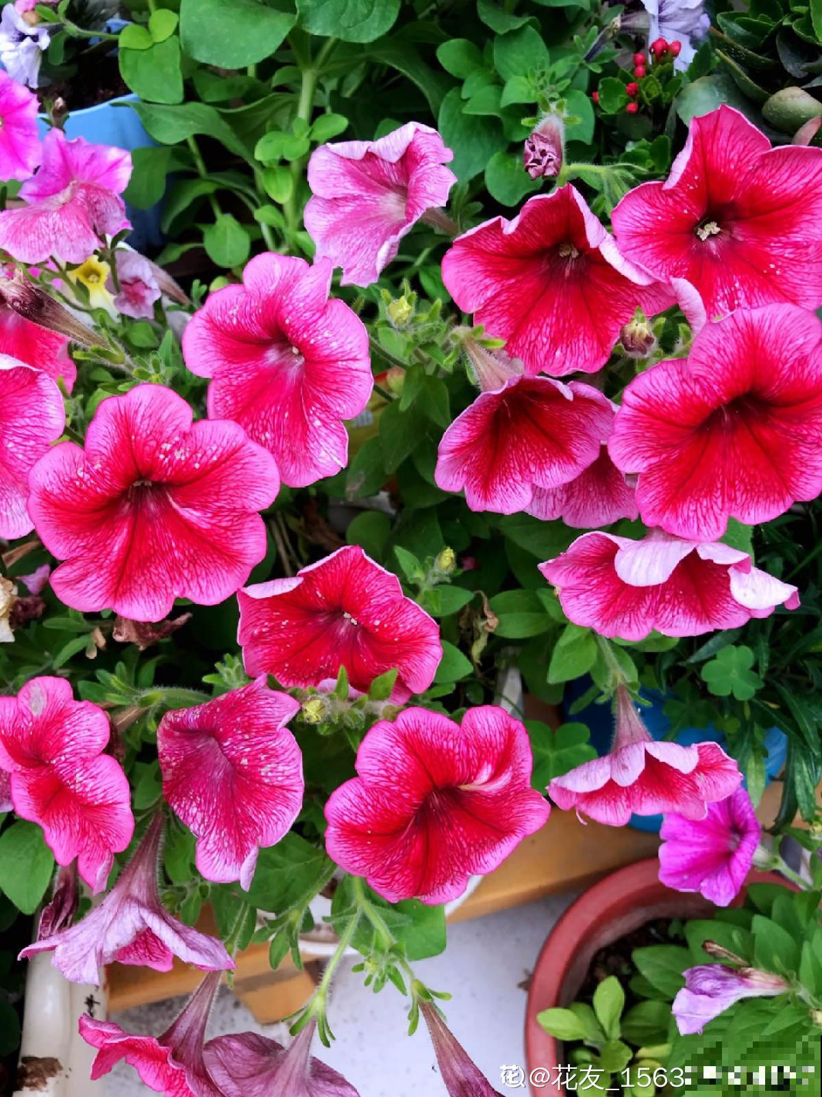 4种花不能惯着,狠狠剪一刀,呼呼冒出“小笋芽” 4种花不能惯着,狠狠剪一刀,呼呼冒出“小笋芽”