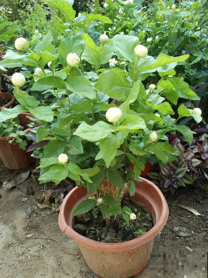 茉莉黄叶落叶怎么办？教你轻松养茉莉，重新繁茂