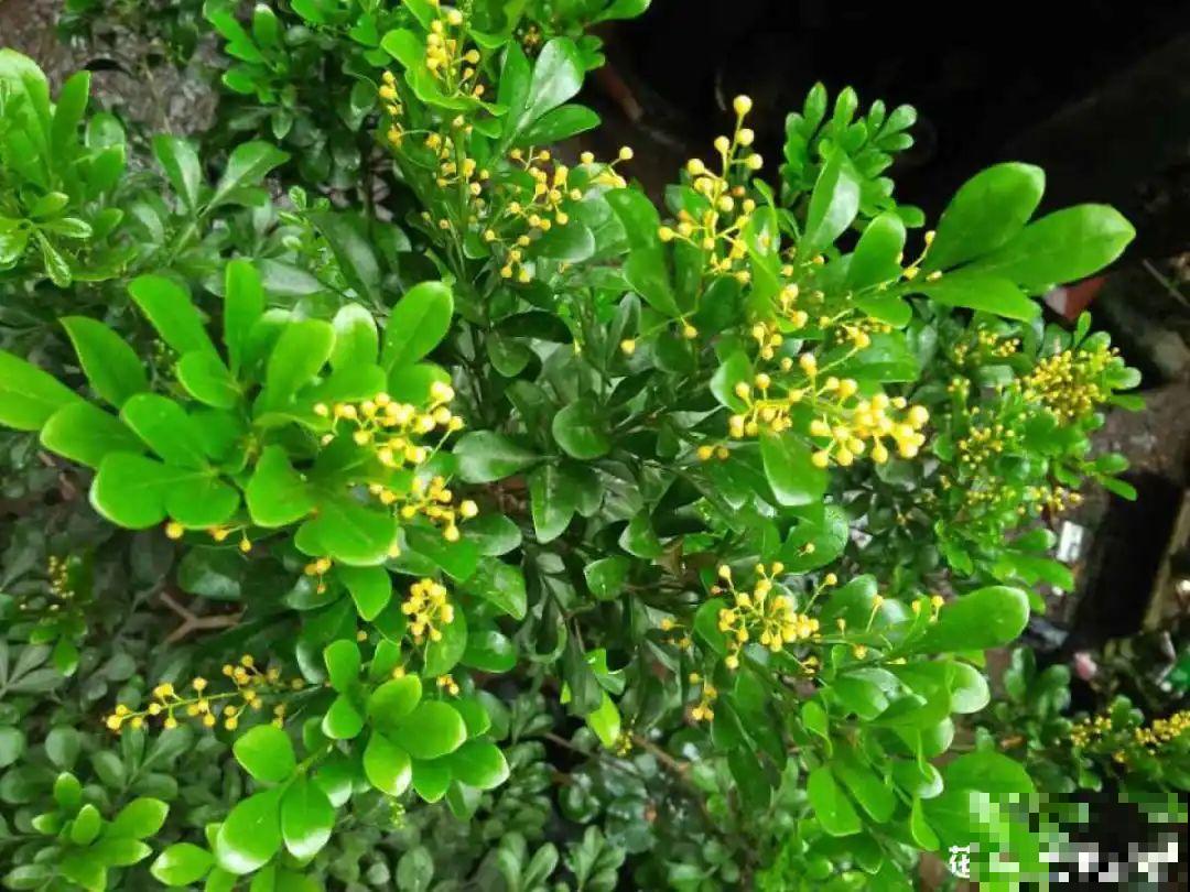 9种花，天热也要施肥，否则活不长，越养越差劲