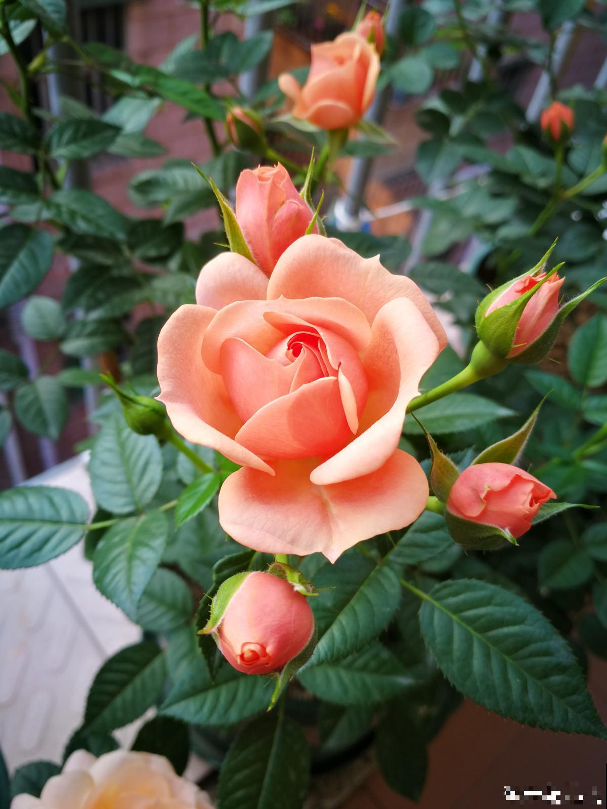 快死的花别丢掉，找对方法补救一下，还能重焕生机