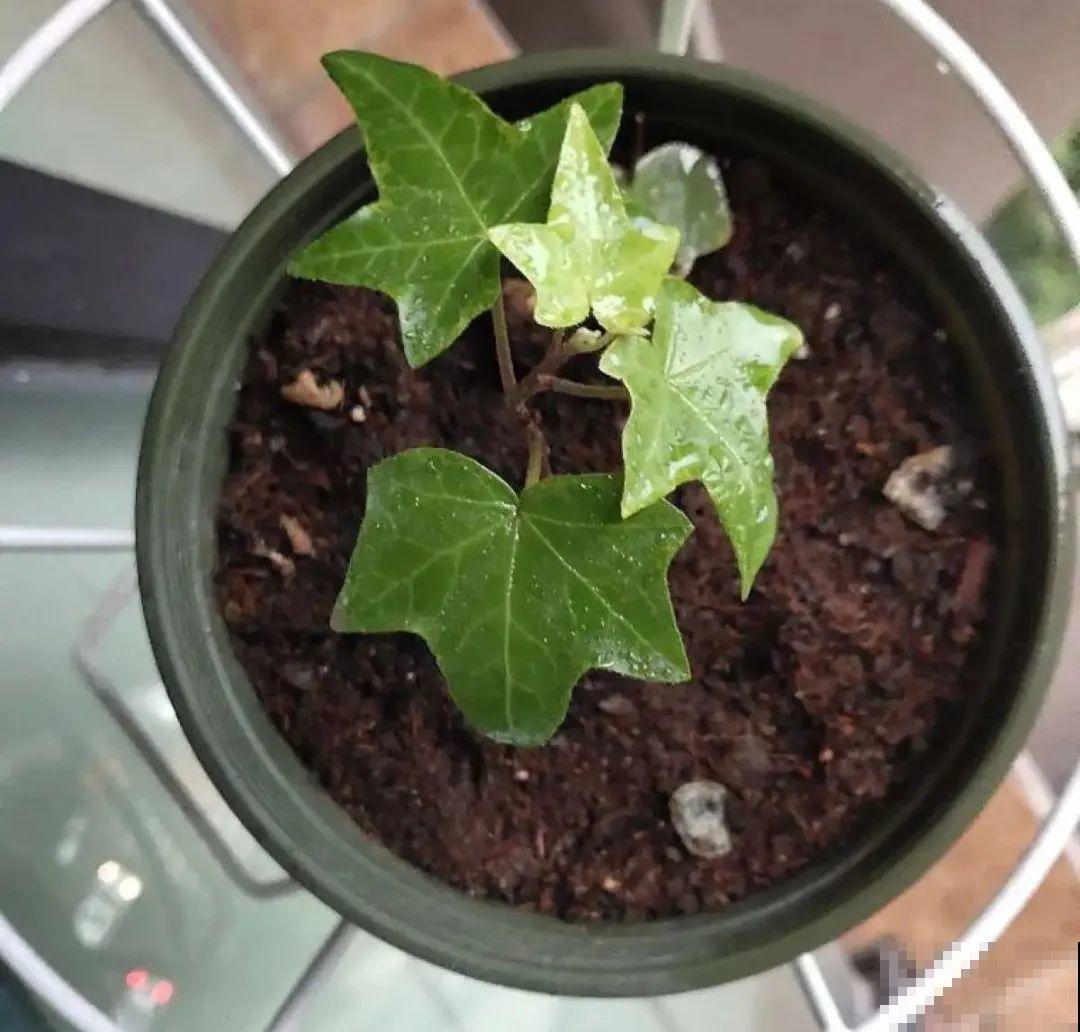 夏天看见气生根,赶紧剪下来,插土里就活 夏天看见气生根,赶紧剪下来,插土里就活