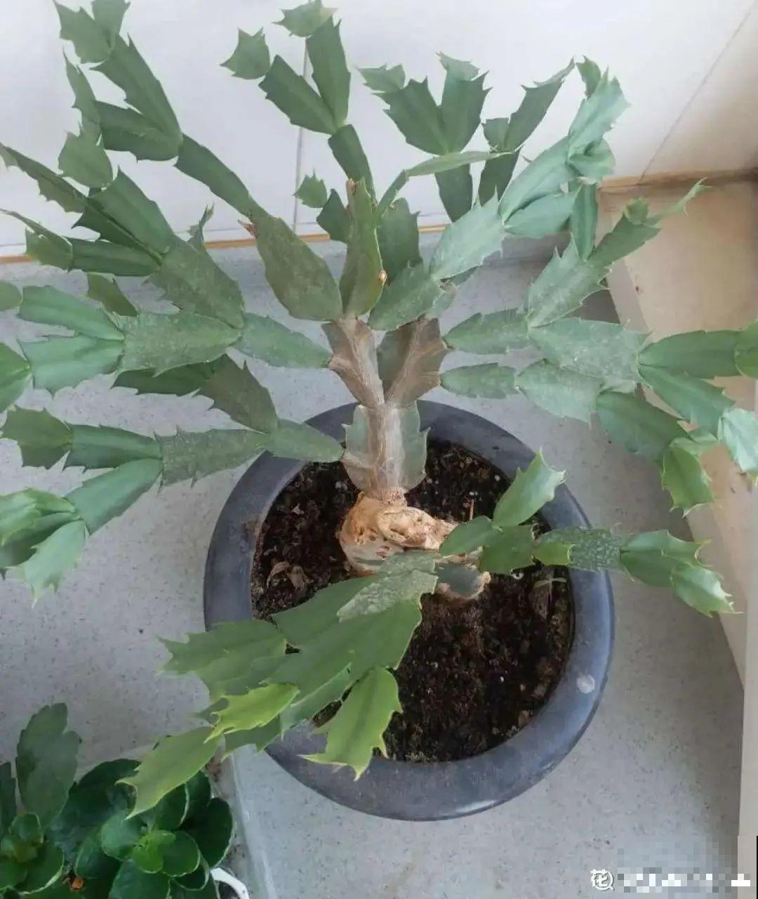 9种花,夏天休眠了,一定少浇水,否则越浇越死 9种花,夏天休眠了,一定少浇水,否则越浇越死