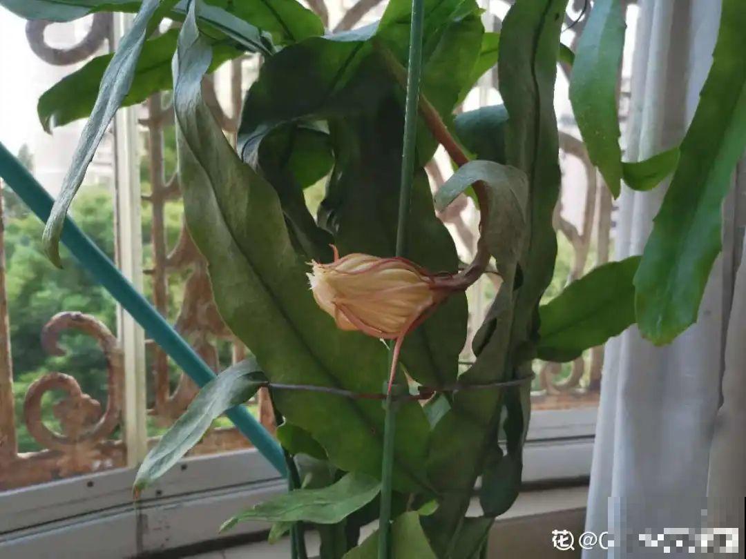 “不死鸟”真烦人，越养越多，真想扔掉