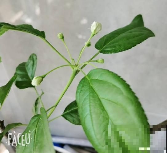 果树首选种苹果，6个步骤，在家吃到大苹果