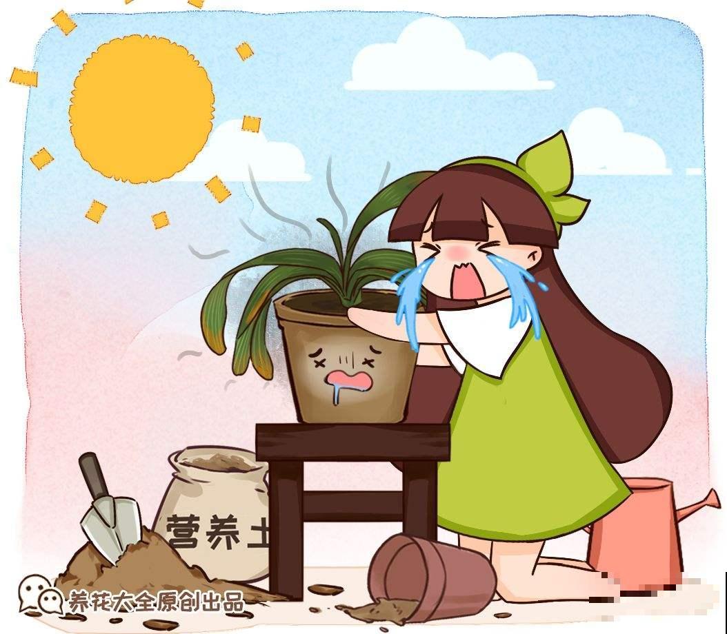 高温预警，先别种这4种花，夏天养好算我输