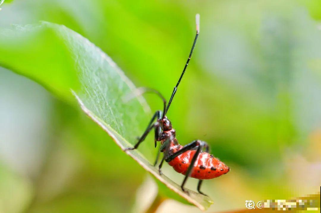 有个小院种种菜,养点花草,忘记半生喧嚣 有个小院种种菜,养点花草,忘记半生喧嚣
