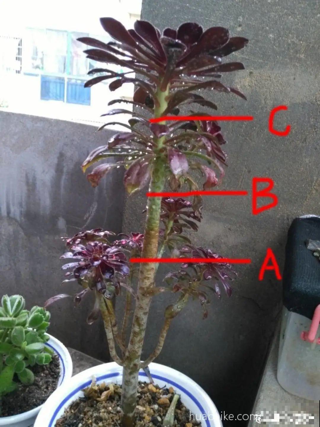 现在给花剪一刀,剪成一个“小平头”,呼呼冒芽爆盆 现在给花剪一刀,剪成一个“小平头”,呼呼冒芽爆盆