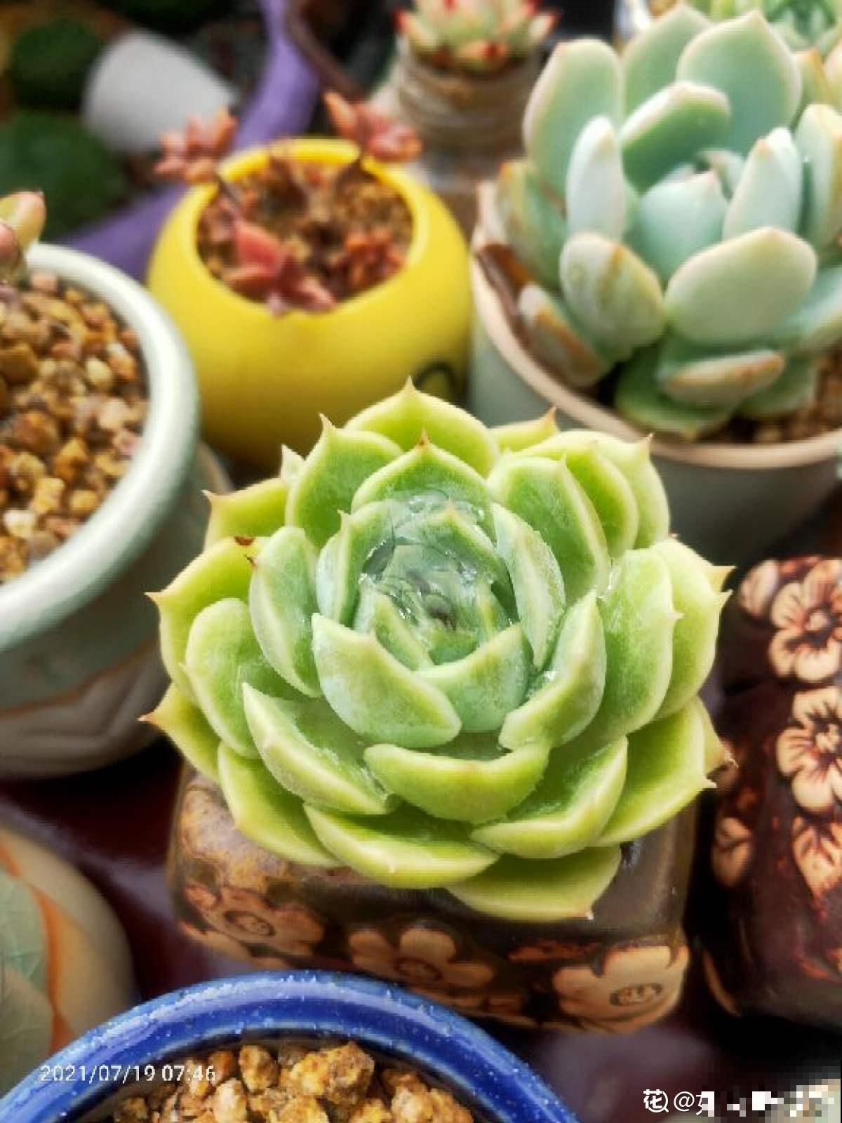 我走过你走过的坑,花友养花多年,心路历程让人感叹 我走过你走过的坑,花友养花多年,心路历程让人感叹