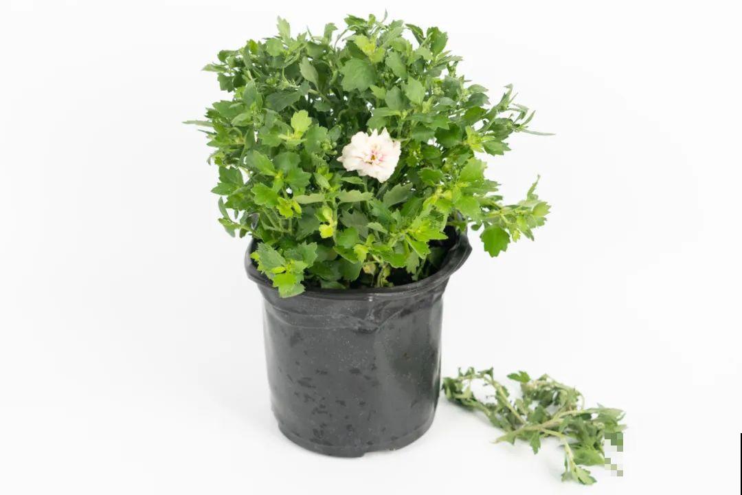 掌握5个步骤，球菊秒变开花机器，花期四季不停