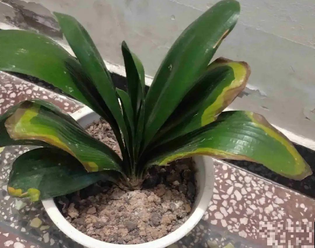 夏天养君子兰，要注意一个“懒”字，不然烂叶又烂芯