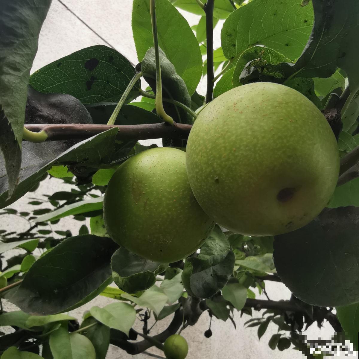 进入8月，梨树要注意3要点，养好了明年大丰收