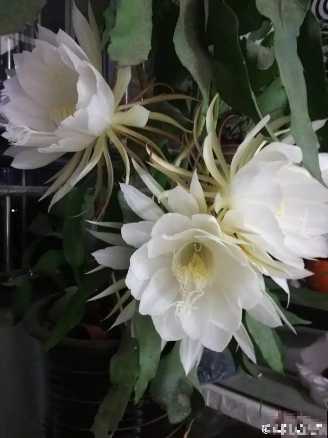 夏天养花，就怕乱浇水，千万不能积水