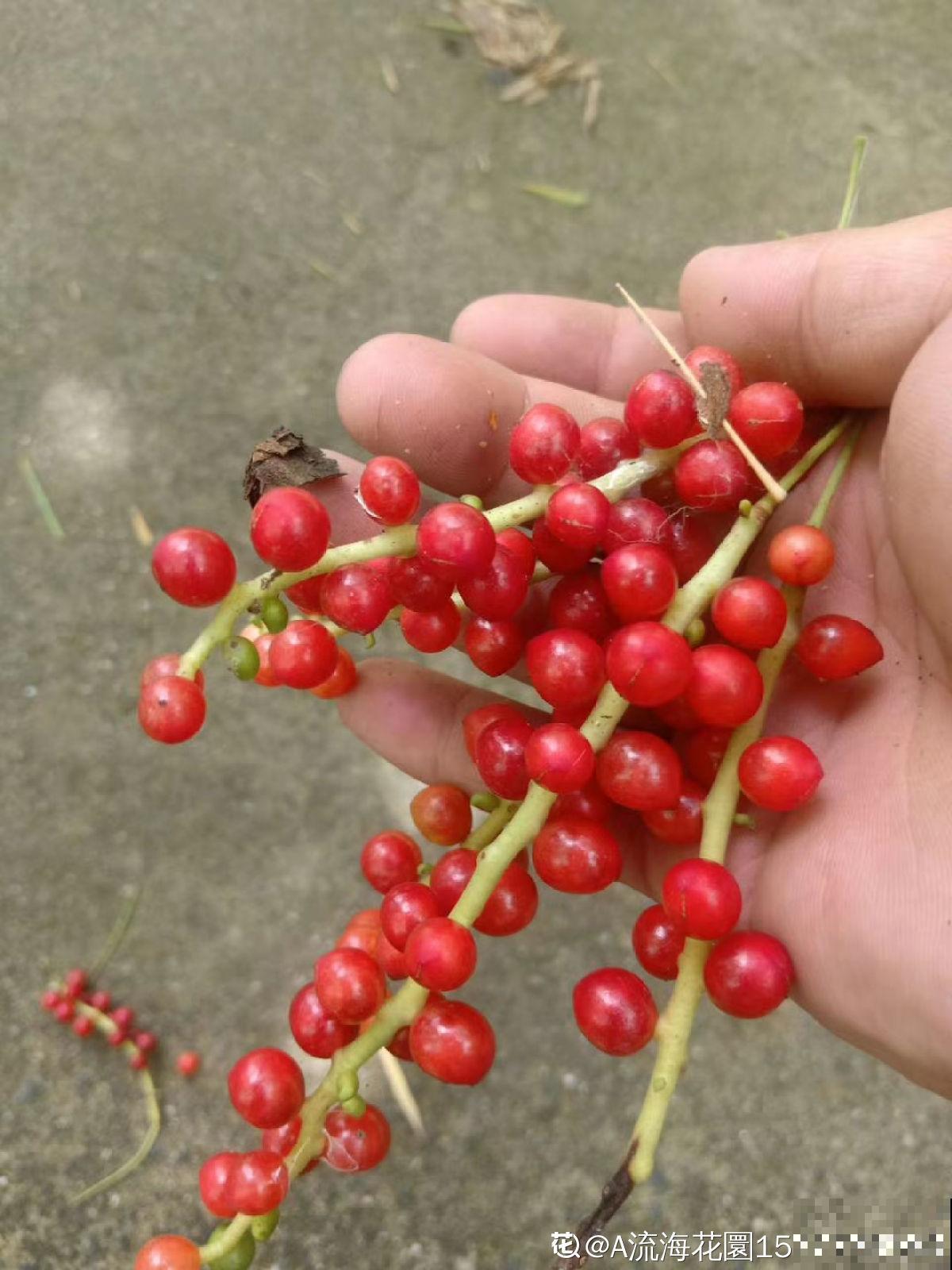 老中医爱养的60种植物，图文并茂特详细，种一盆养人养身心