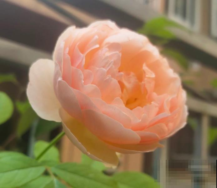 养花入了这仨“坑”,感觉越来越“穷”,你入了哪个坑? 养花入了这仨“坑”,感觉越来越“穷”,你入了哪个坑?