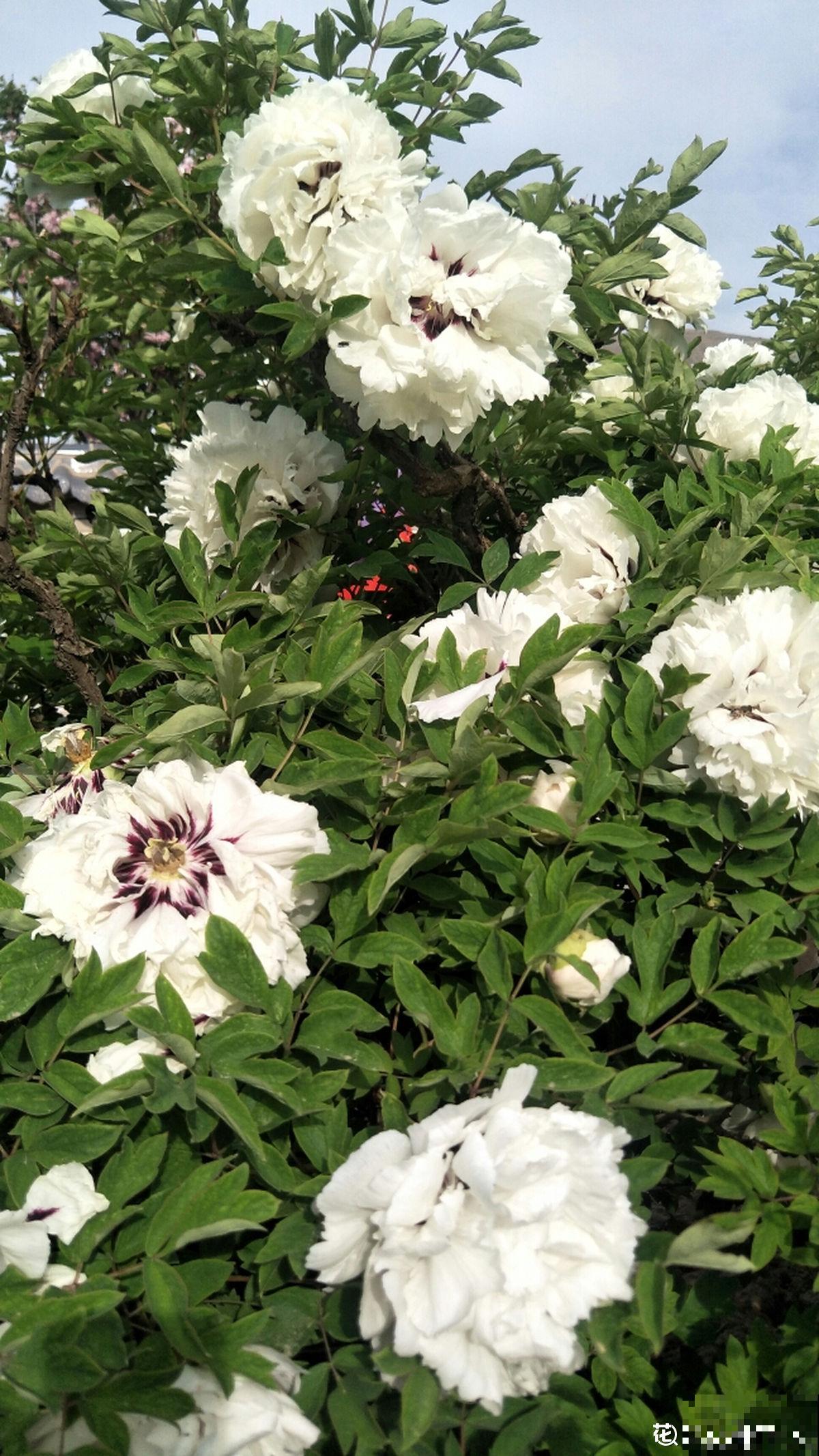 一枝独秀,看牡丹艳压群芳,分享5步牡丹养护方法 一枝独秀,看牡丹艳压群芳,分享5步牡丹养护方法