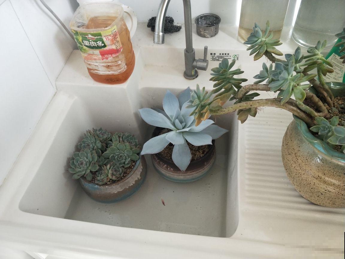 补水也有“窍门”，学会了植物能喝饱，整个秋天长得壮