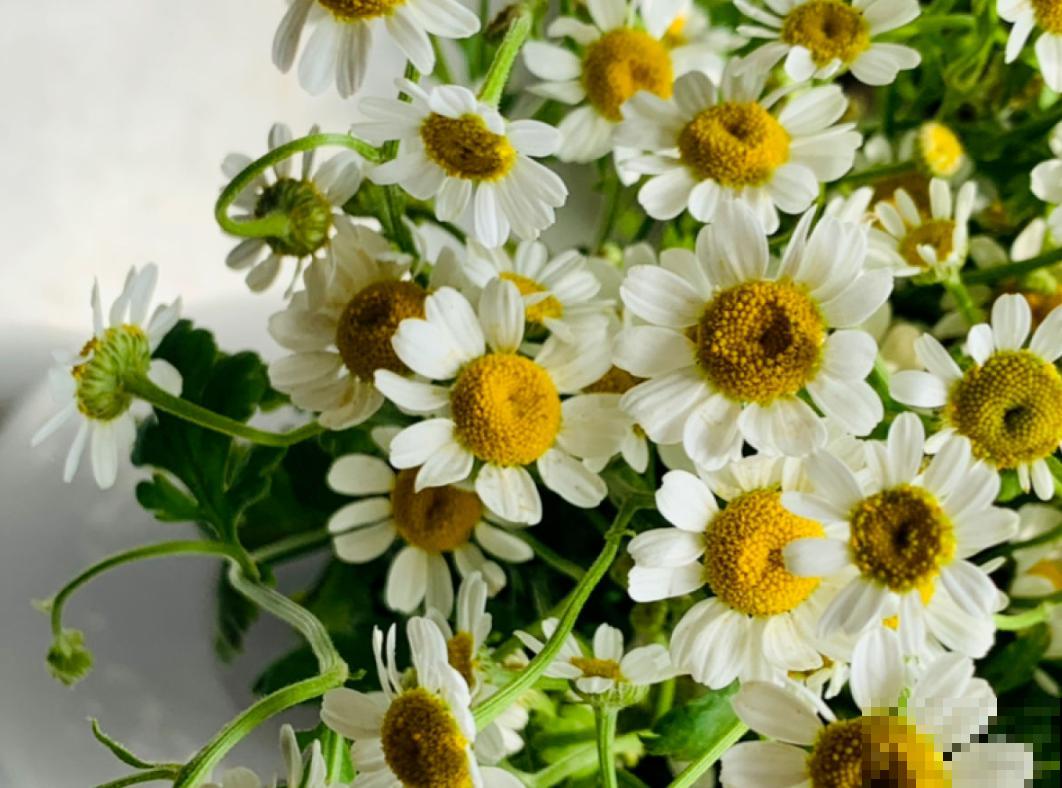 洋甘菊也能做花束?一捧洋甘菊,送给适合的TA 洋甘菊也能做花束?一捧洋甘菊,送给适合的TA