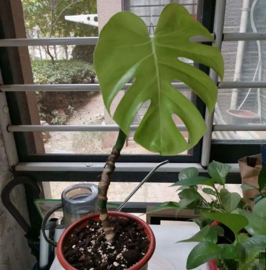 夏天看见气生根,赶紧剪下来,插土里就活 夏天看见气生根,赶紧剪下来,插土里就活