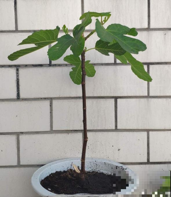 果树也能扦插，2种果树扦插方法，让你躺着摘果子