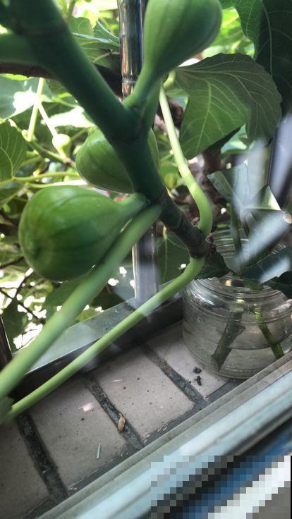 自己动手,院子里种无花果,省钱还放心 自己动手,院子里种无花果,省钱还放心