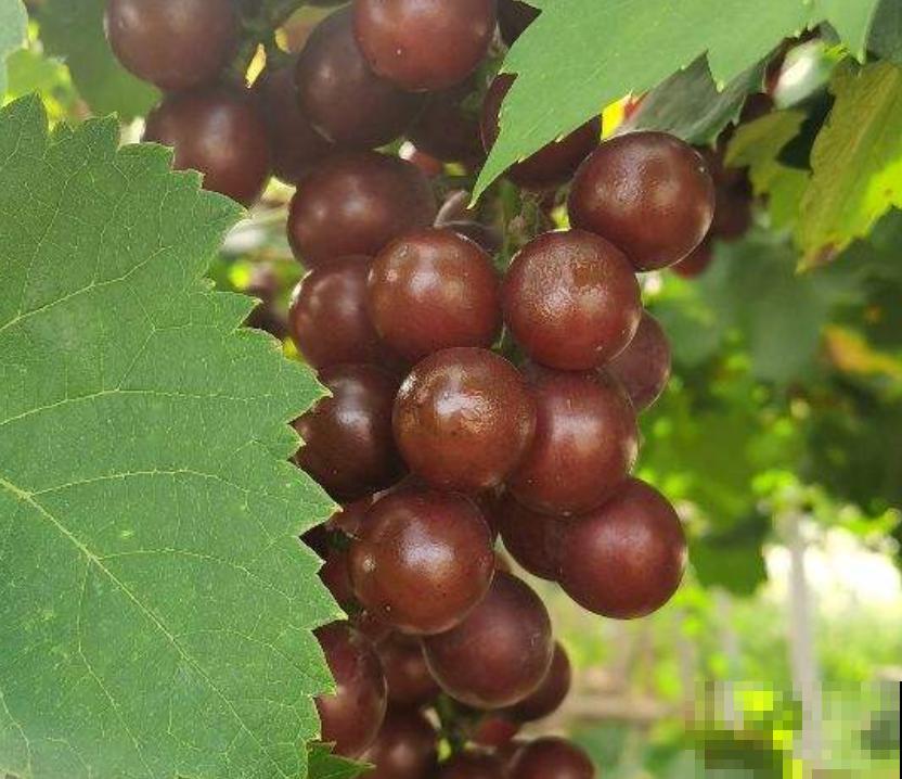 4种花容易“缺铁”，黄叶子、长不大，越养越差劲