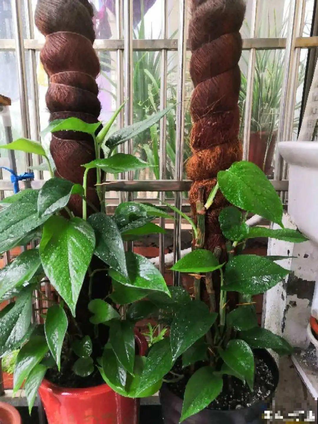 夏天养绿萝，注意4个要点，嗖嗖蹿个子，长成绿窗帘