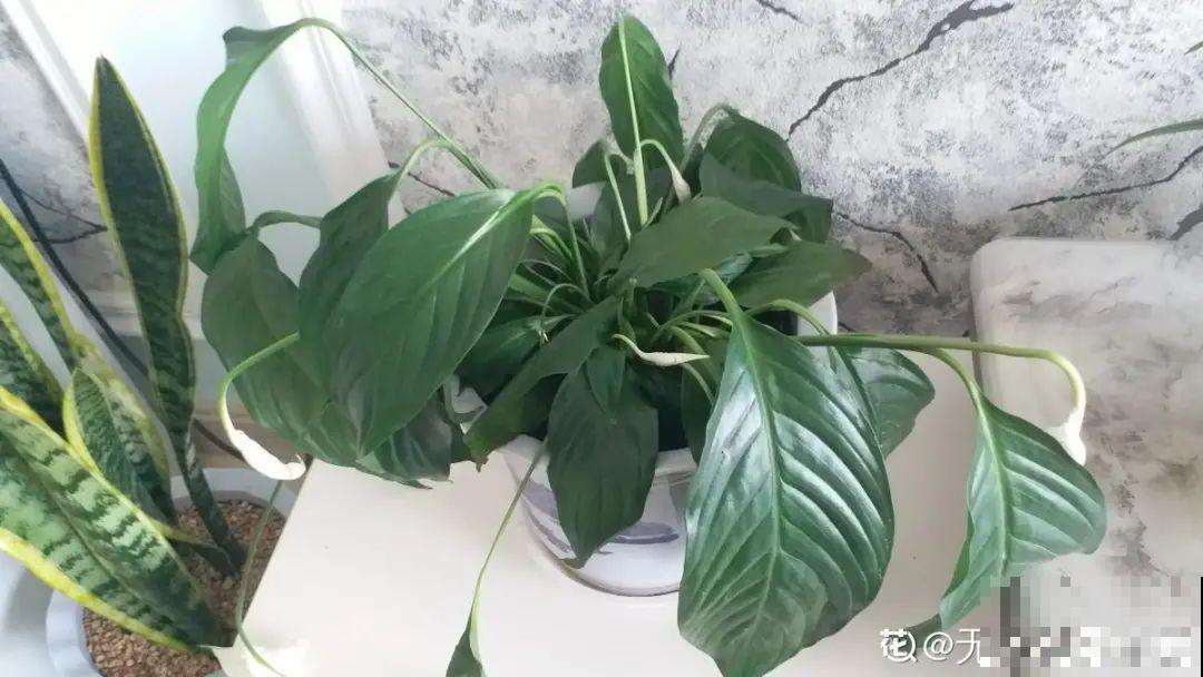 10种花，一天不见水就萎缩，狂补水就对了！