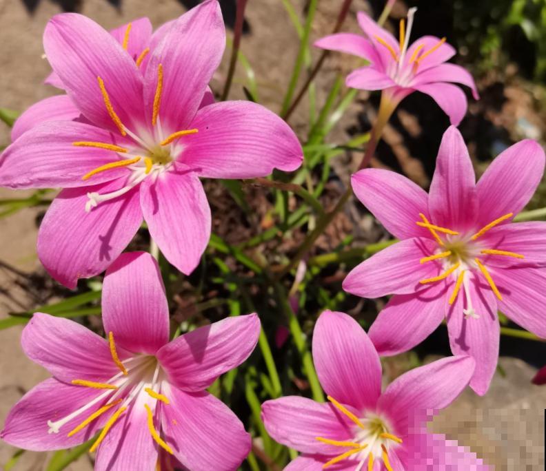 夏天养花，这4个地方不能养，不然植物都死了