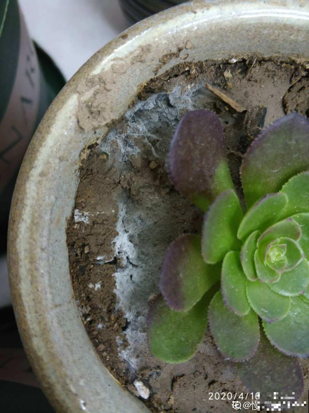 土壤里长出“白毛毛”，别犹豫，赶紧换盆，不然花很快死翘翘