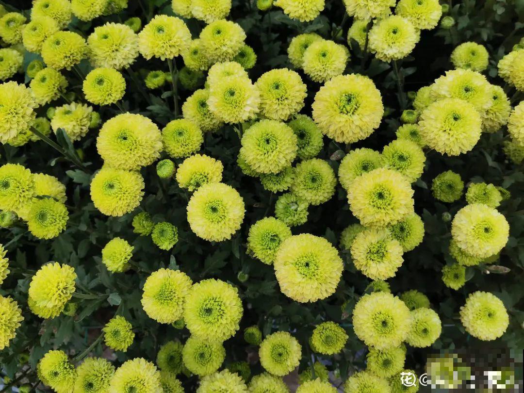 9个开花劳模，施肥不能停，不然越养越差劲