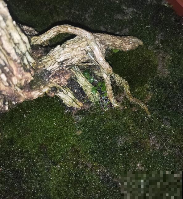 别看苔藓薄薄一层，用处真不少，还特别好养活