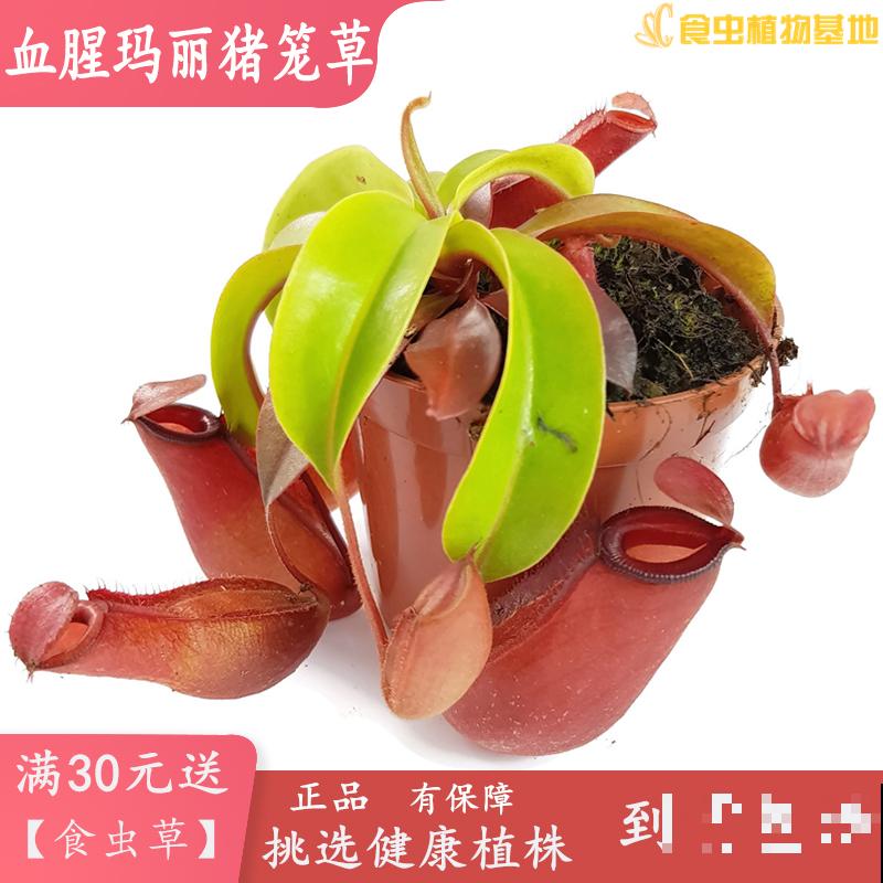 植物也有“肉食性”的，4种食虫植物，养在家里能“灭蚊”