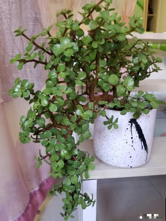 三伏天,8种花进入“鬼门关”,切莫大意 三伏天,8种花进入“鬼门关”,切莫大意