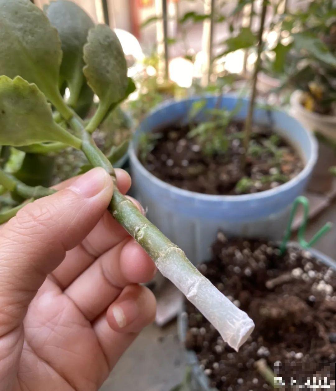 给花喂点小药片,植物开花多,越长越壮 给花喂点小药片,植物开花多,越长越壮