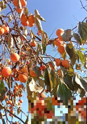 柿子嫁接难，学会这5步，成活率不高都难