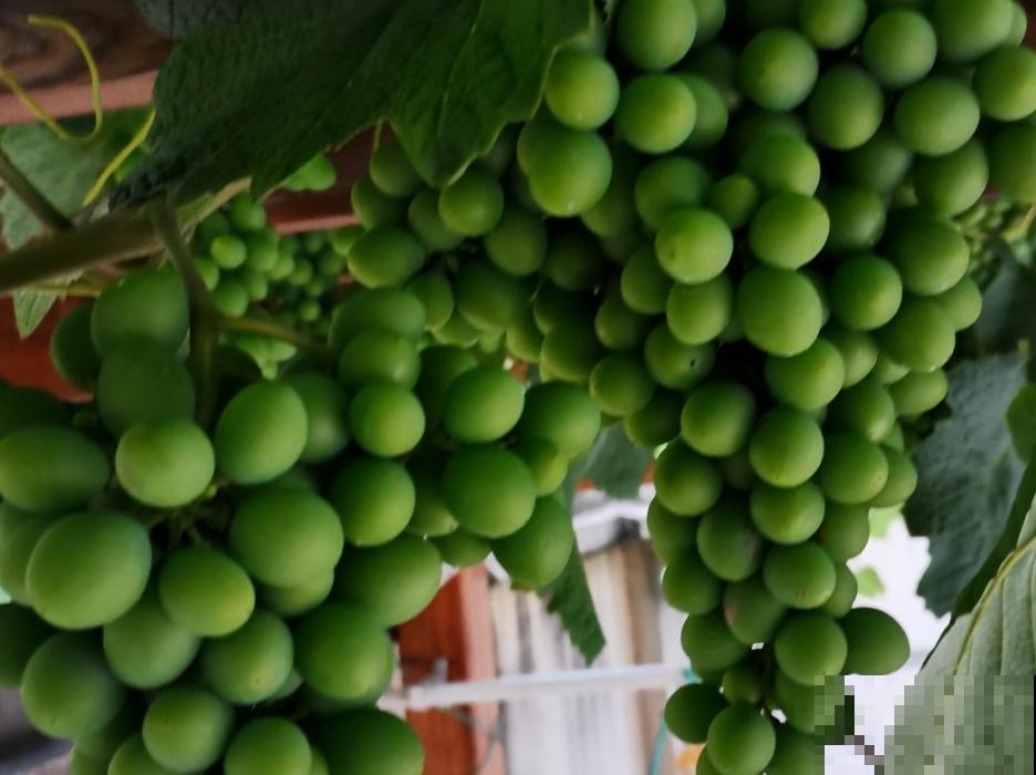 有个小院子可头疼了，新手不知种什么花，快来看看