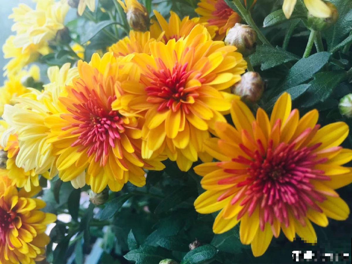 1种花开爆很容易,适合那些绿萝都能养死的人,成就感满满 1种花开爆很容易,适合那些绿萝都能养死的人,成就感满满