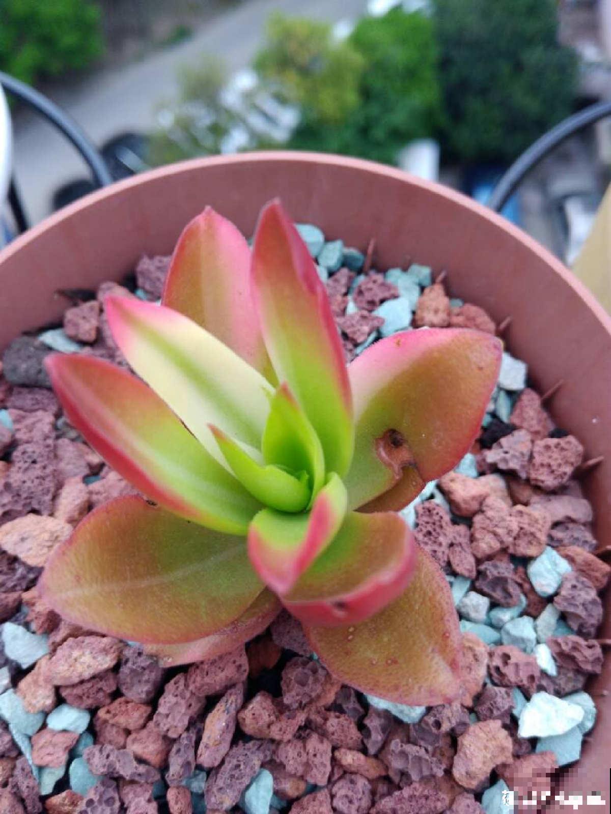 秋天“花骗子”真多,看到这4种花要谨慎,小心上当受骗 秋天“花骗子”真多,看到这4种花要谨慎,小心上当受骗