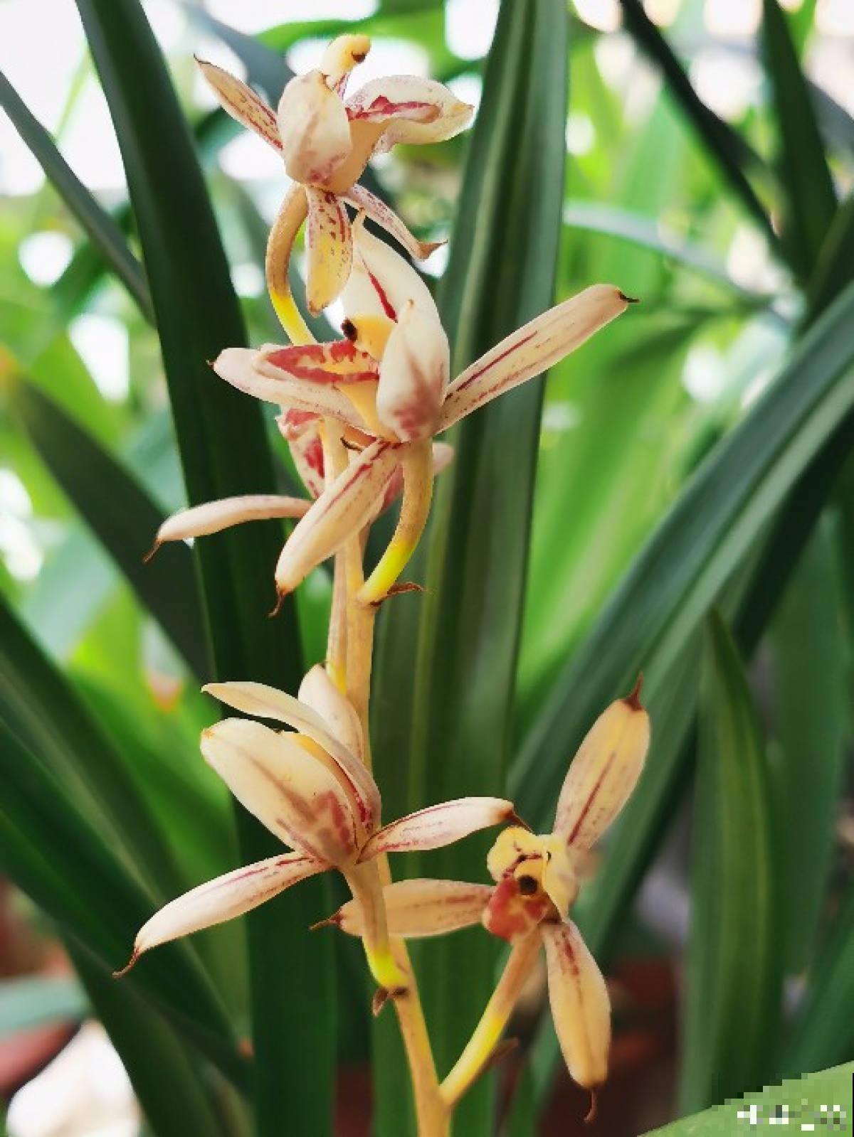 花不止配女士,有4种花也格外受到男士喜爱 花不止配女士,有4种花也格外受到男士喜爱