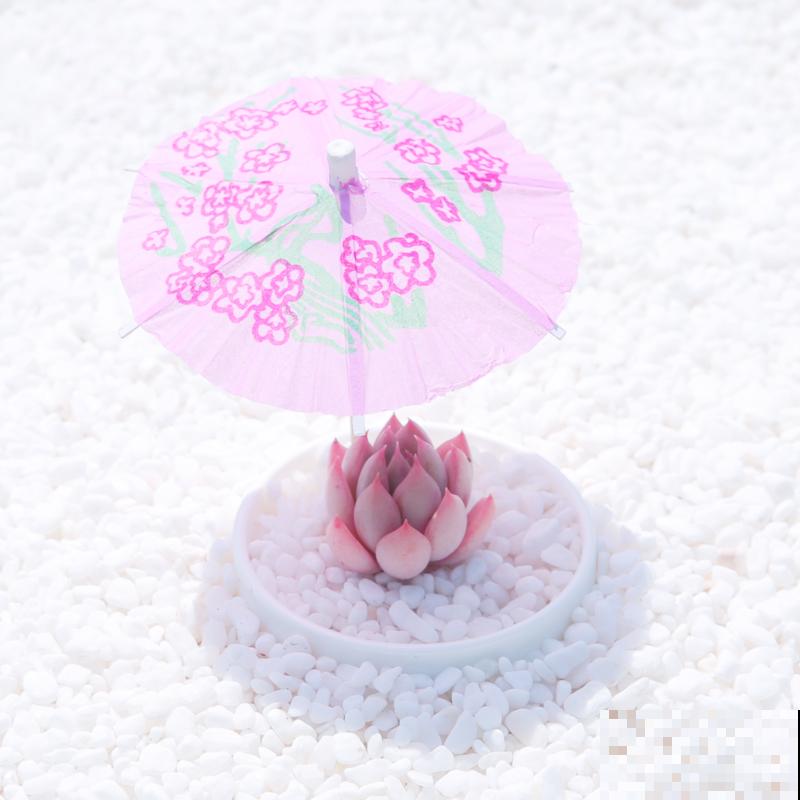 夏季养多肉，记住3个不要，轻松过夏