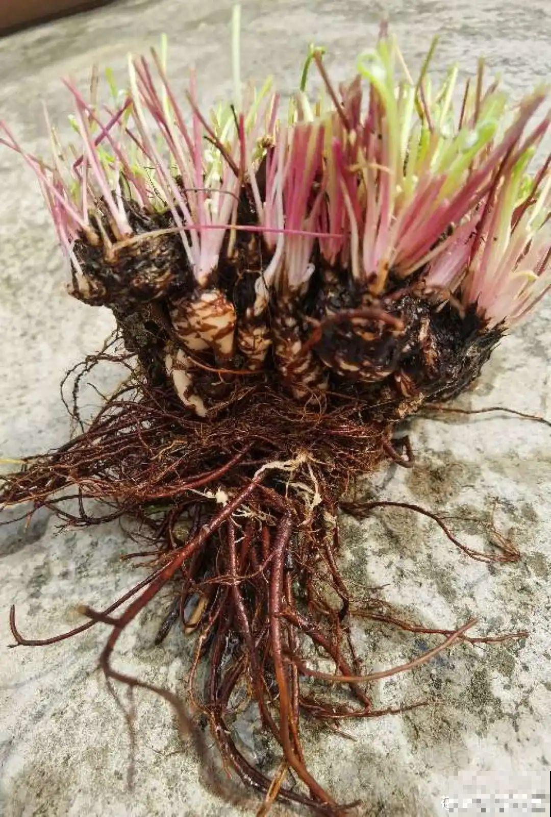 “不死鸟”真烦人，越养越多，真想扔掉