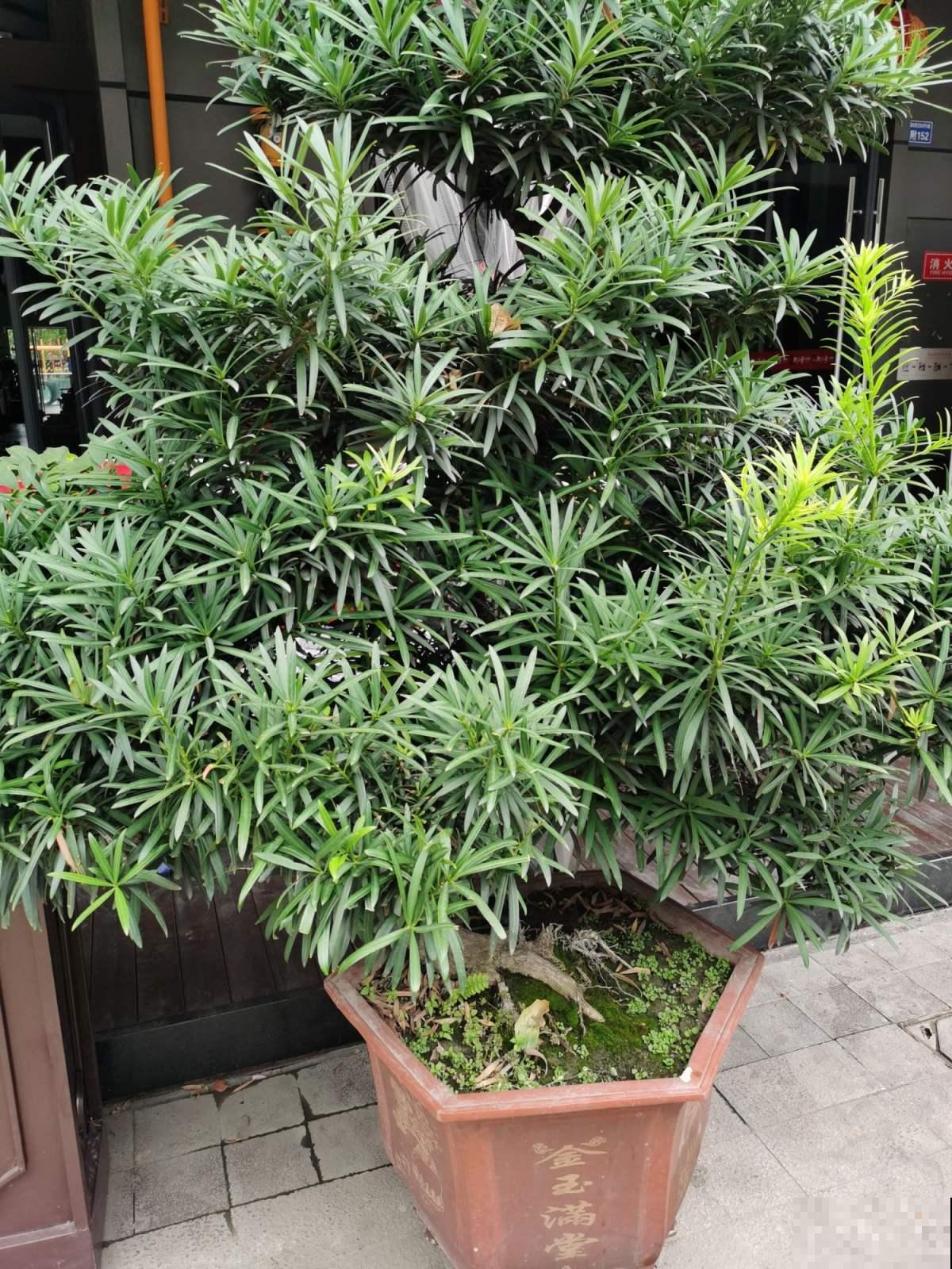 家家都有的罗汉松，这8点养殖条件，你做到了多少？