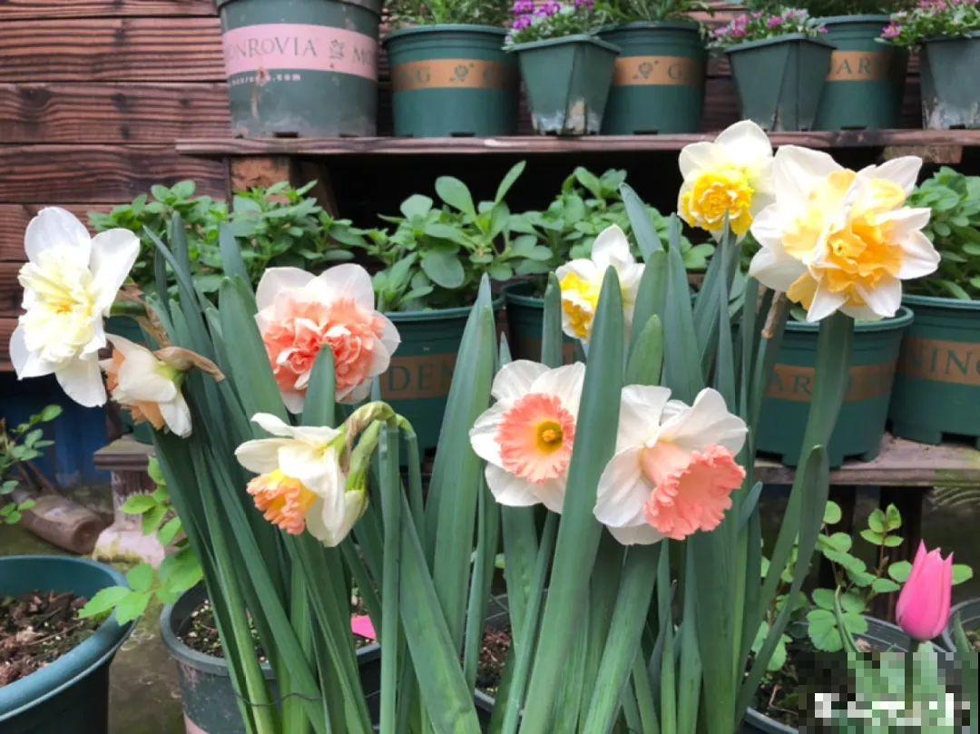 家里养的“仙女花”，奶奶非说是芹菜，还薅一把想炒菜吃